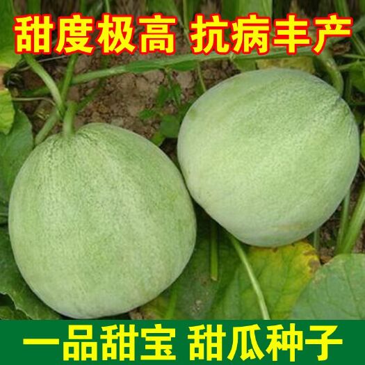 邵东市日本甜宝甜瓜种子薄皮香瓜种籽四季播种庭院盆栽农家瓜果蔬菜种子