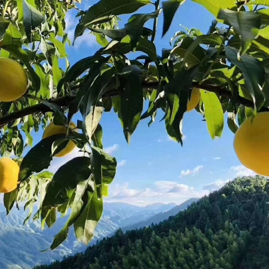 炎陵县炎陵黄桃