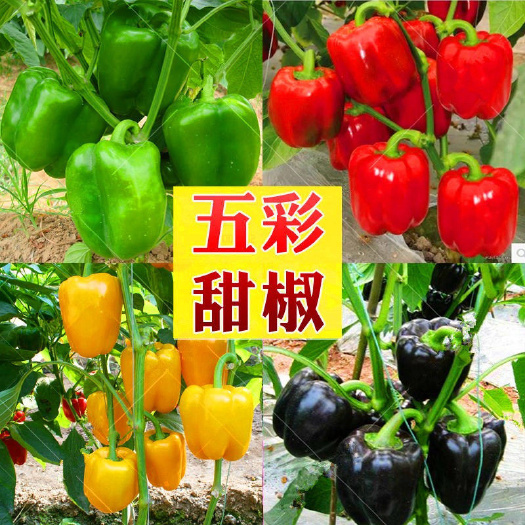 邵东市五彩甜椒种子红黄青椒高产四季盆栽辣椒五彩春夏秋季南北方蔬菜种