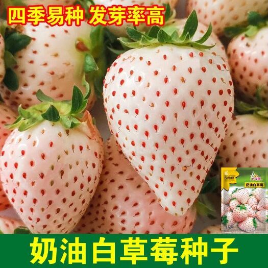 奶油白草莓种子四季草莓种籽大田高产高甜草莓水果种子水果皇后