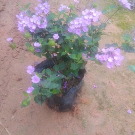 东莞市紫花马缨丹