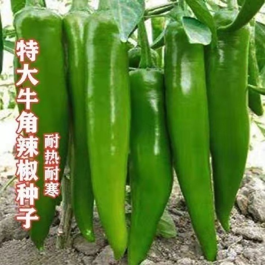 邵东市特大牛角椒种子大果青椒辣椒种籽肉厚青椒微辣高产蔬菜种子四季