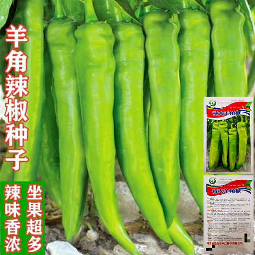 邵东市改良羊角椒种子辣椒种子牛角椒薄皮椒蔬菜种子