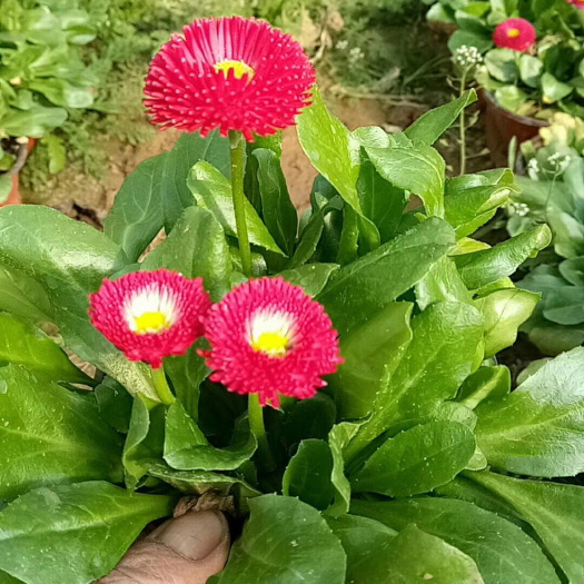 青州市雏菊