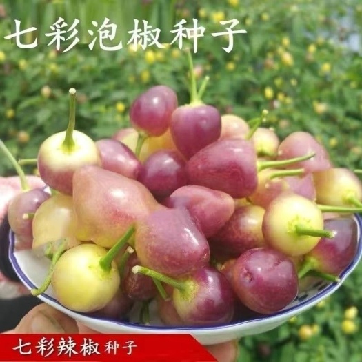 邵东市七彩缤纷泡椒种子 春夏播蔬菜七彩椒五彩椒籽超辣朝天椒辣椒种子