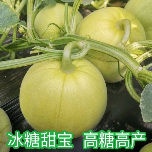 邵东市冰糖甜宝甜瓜种子 香瓜春夏秋蔬菜种籽高产高甜香瓜种子包