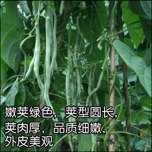 泰国无筋架豆王豆角种子，架豆种子，结荚多，无筋肉厚，抗病强