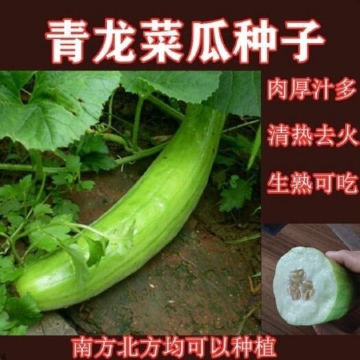 邵东市青龙菜瓜种子脆瓜梢瓜种籽甜脆汁多味清香生食凉拌腌制水果种子