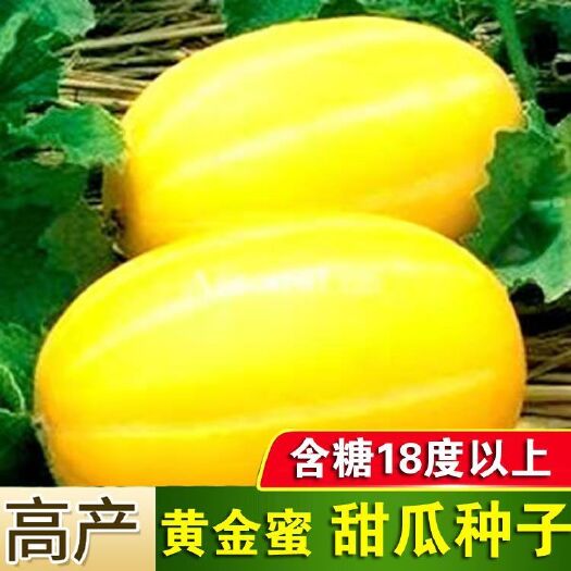 邵东市正品黄金蜜甜瓜种子超甜中早熟春夏冬四季农家大田甜掉牙水果香瓜