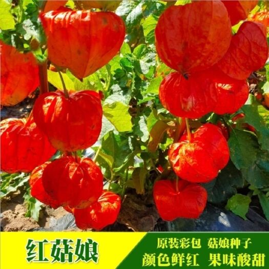 邵东市红姑娘种子 东北野生红黄菇娘洋甜菇娘灯笼果水果可阳台盆栽包邮