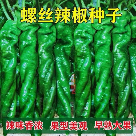 邵东市螺丝椒辣椒种子香辣特大巨型陇椒四季高产辣椒种籽
