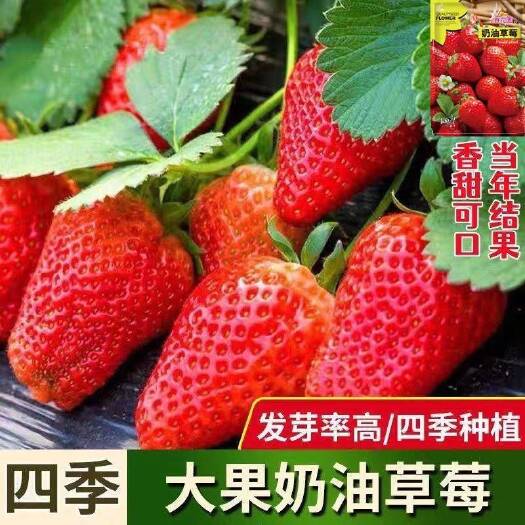邵东市四季草莓种子奶油草莓特大超甜庭院阳台易种盆栽蔬菜水果种子