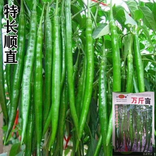 邵东市万斤亩超长顺直线椒种子超辣高产辣椒种子花盆栽南方蔬菜种子春季