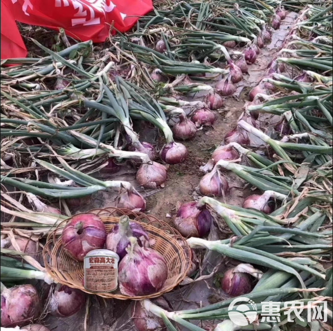 宏森高大壮洋葱种子，紫红皮洋葱种子，中高桩，球型一致，品质好