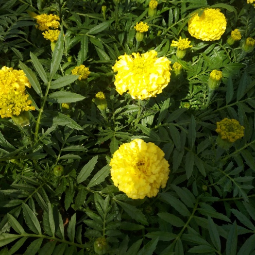 青州市万寿菊
