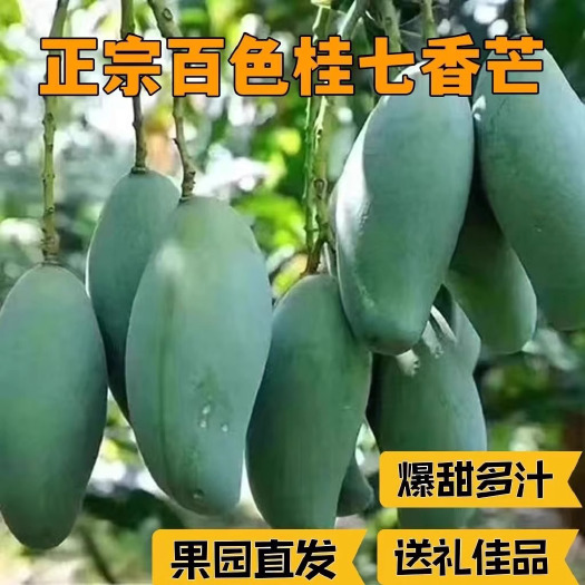 广西桂七芒大果9斤应当季新鲜水果现摘核小甜青热带特产整箱包邮