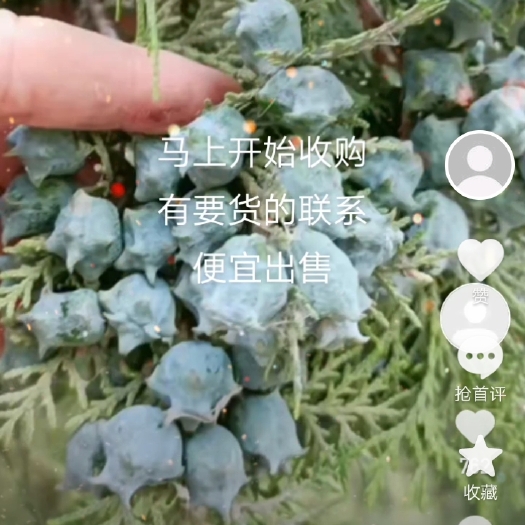 武安市柏树果