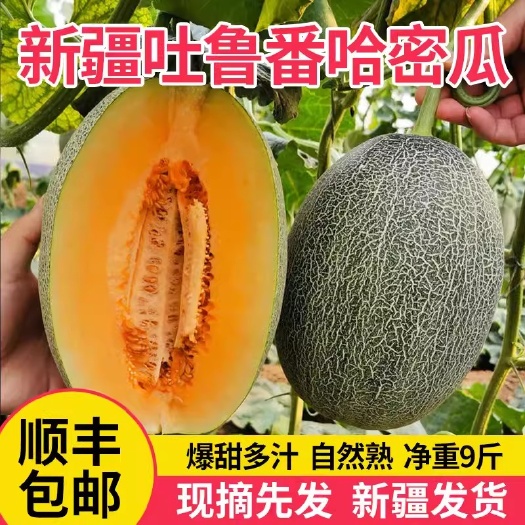 吐鲁番新疆哈密瓜新鲜水果吐鲁番特级西州蜜25号火焰密瓜一箱原产地直