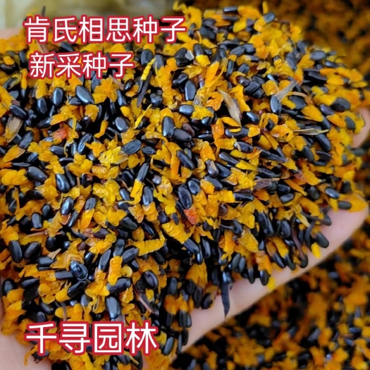 九江新采肯氏相思树种子，马占相思，大叶相思，相思树种子等