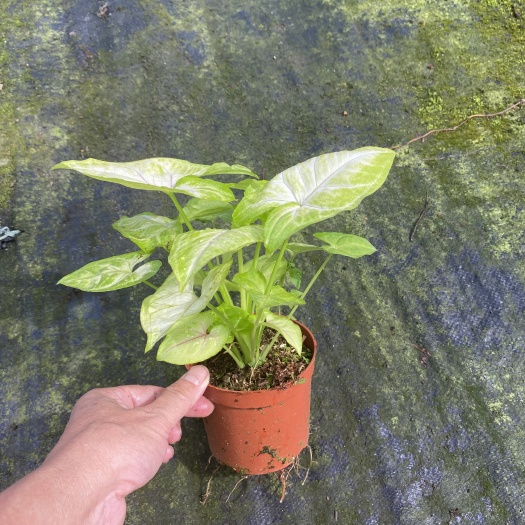 广州基地批量供应办公居家绿植金童子合果芋110杯 趣味迷你小盆栽