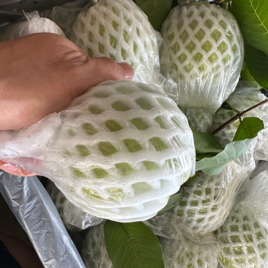 玉林番石榴
