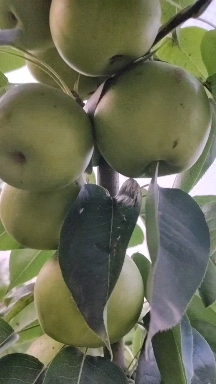 嘉祥县翠玉梨大量上市