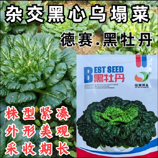 洛阳黑牡丹乌塌菜种子，黑心乌种子，株型紧凑，外形美观，采收期长