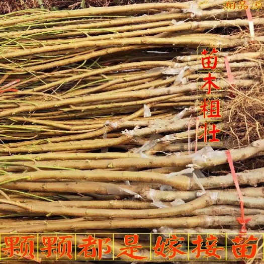 广水市蜂糖李树苗