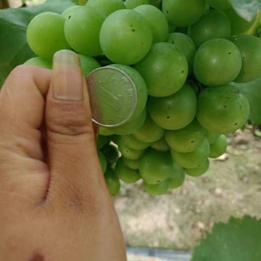 眉县绿户太巨峰食品加工葡萄