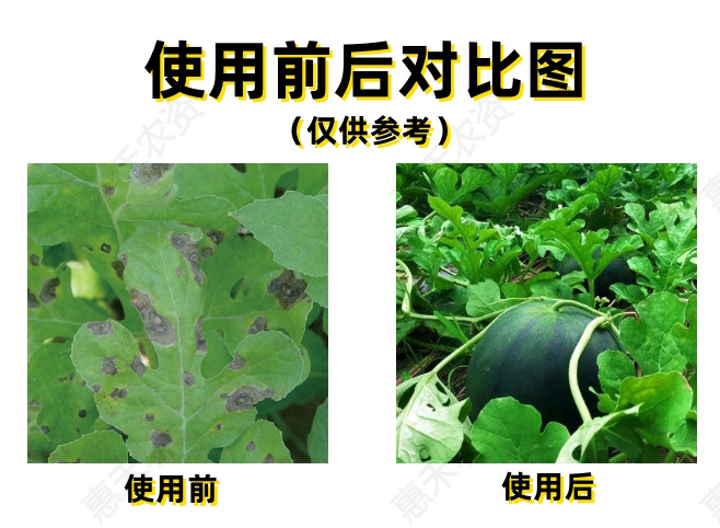 先正達(dá)阿米妙收苯醚甲環(huán)唑嘧菌酯草莓葡萄炭疽病葉斑蔓枯病殺菌劑