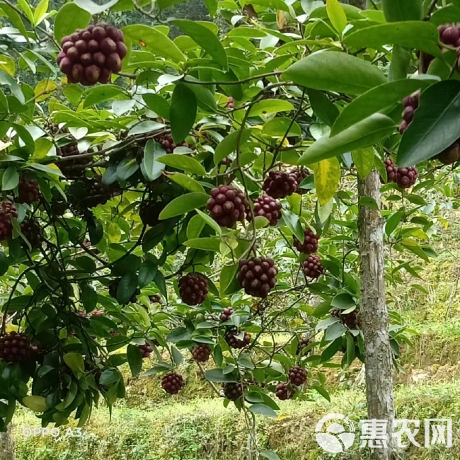 野生引种自家种植化黑老虎