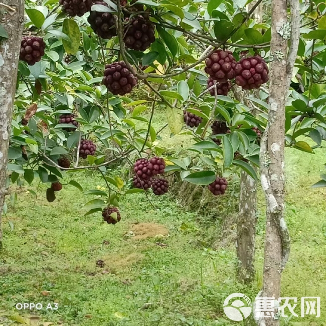 野生引种自家种植化黑老虎