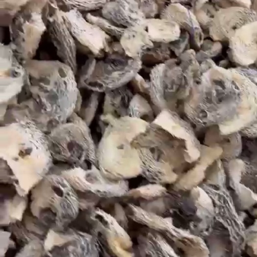 长沙鲑刺皮