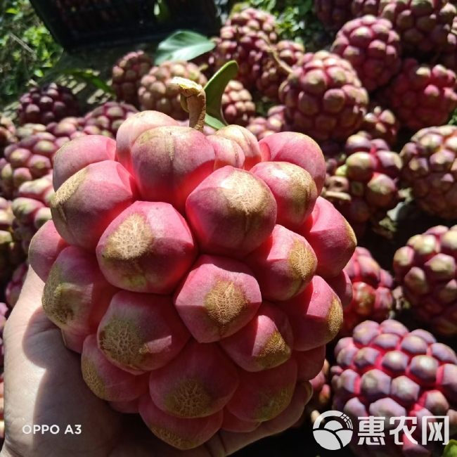 野生引种自家种植化黑老虎