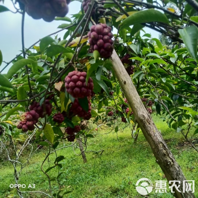 野生引种自家种植化黑老虎