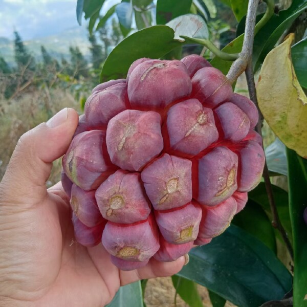 野生引种自家种植化黑老虎