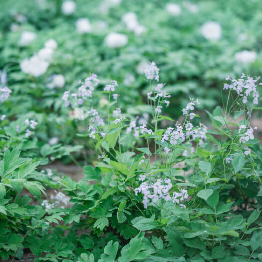 白芍