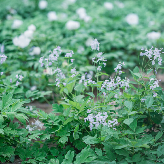 亳州白芍