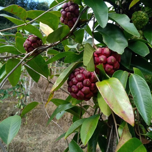 野生引种自家种植化黑老虎