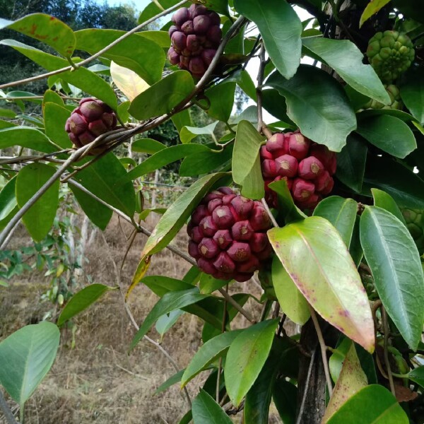 野生引种自家种植化黑老虎