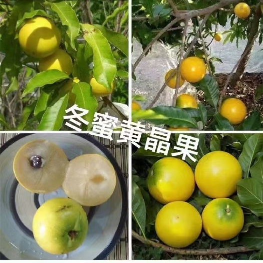 灵山县冬蜜黄晶嫁接果苗 买十送一、黄晶果两年杯苗带叶子带原土