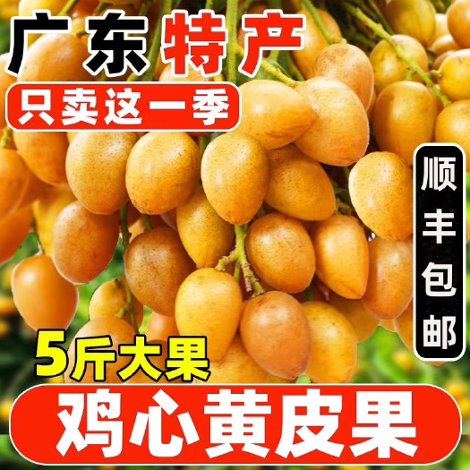 广东鸡心黄皮果5斤当季酸甜水果新鲜现摘现发整箱包邮