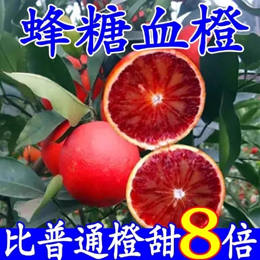 灵山县冰糖血橙苗塔罗科血橙嫁接果树苗卡拉红肉脐橙中华蜜橙子树当年结
