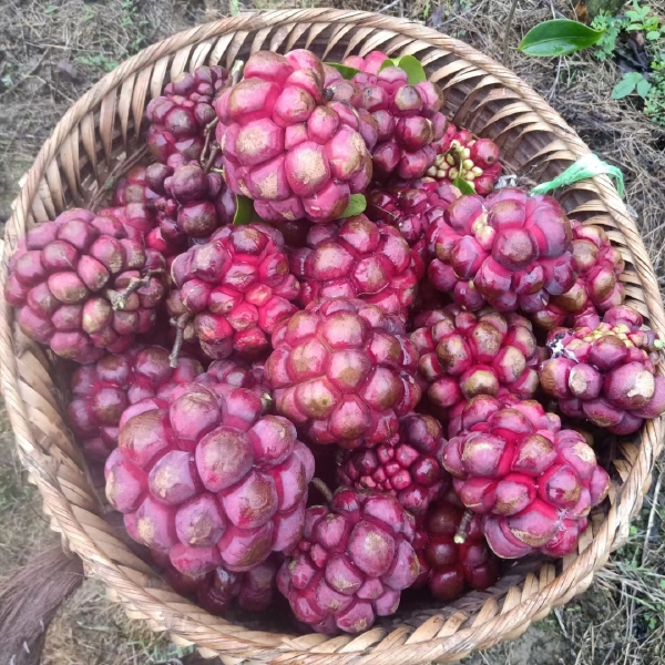 野生引种自家种植化黑老虎