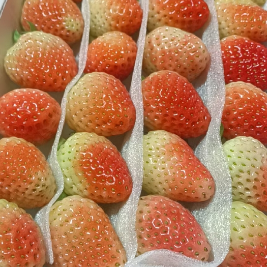 会泽县蒙特瑞云南夏季双流草莓