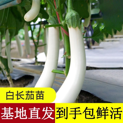 丰顺县白茄子苗，精品靓白茄
