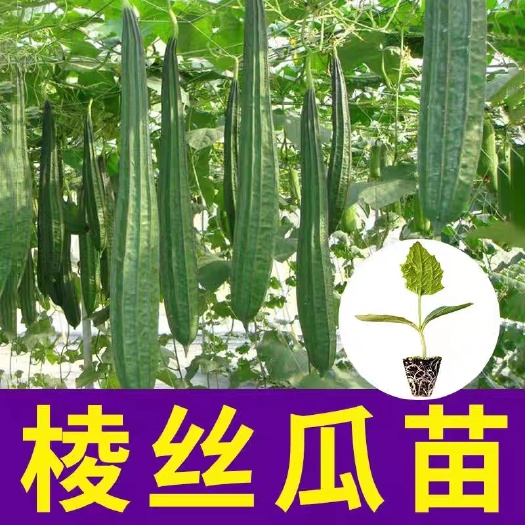 丰顺县花点丝瓜苗，八角瓜苗，育苗基地直供