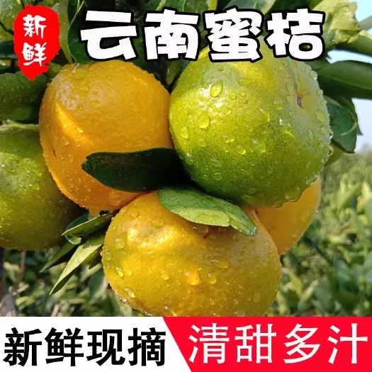 昆明云南早熟蜜桔大果青皮橘子新鲜水果现摘当季无籽柑橘整箱