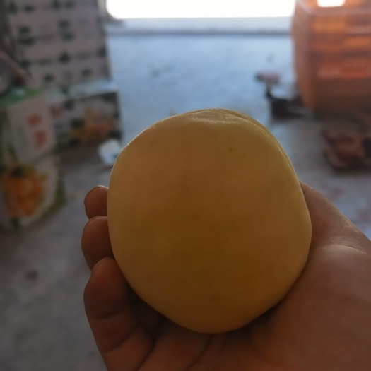 高县黄桃