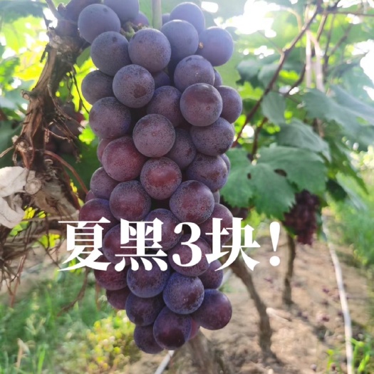 曲周县装车中，不用担心货质量不好！